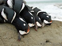 Alaska King Eider Hunting 1405